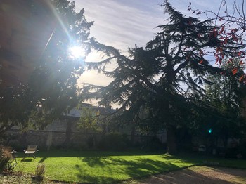 notre cedre centenaire est un vrai plaisir visuel