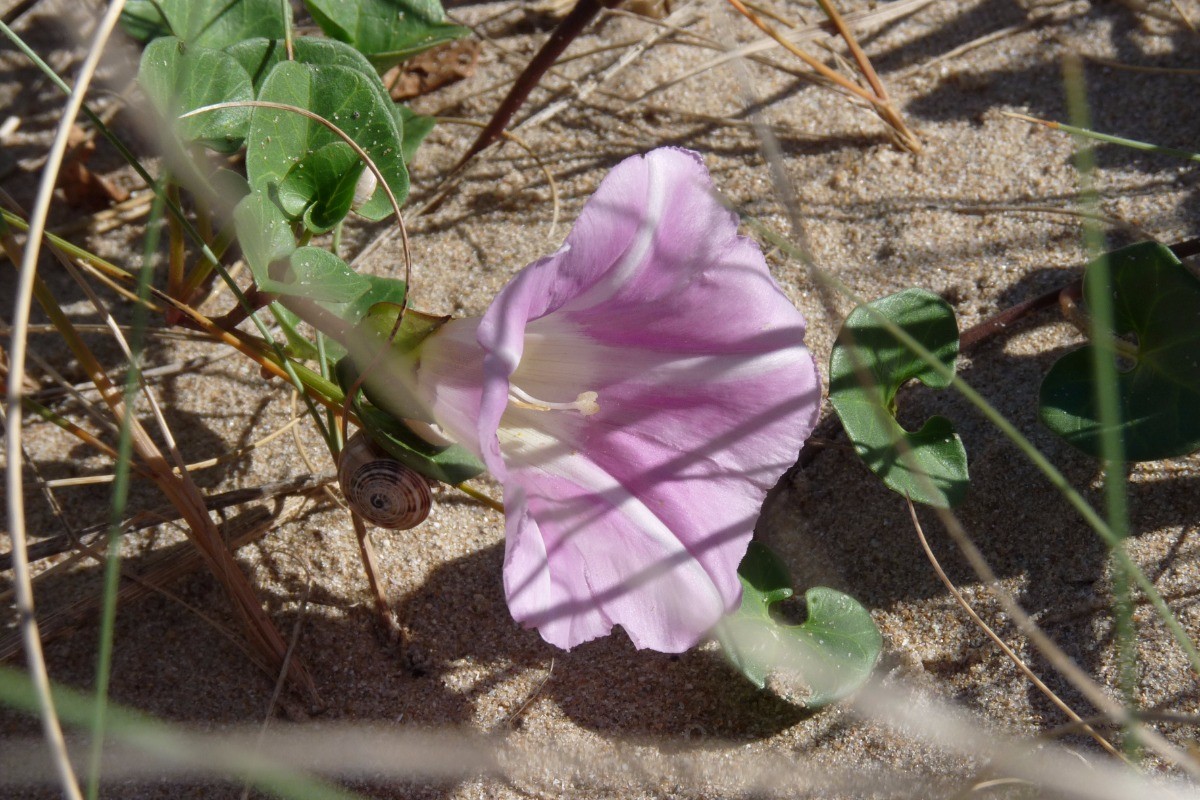 Un paradis pour la flore