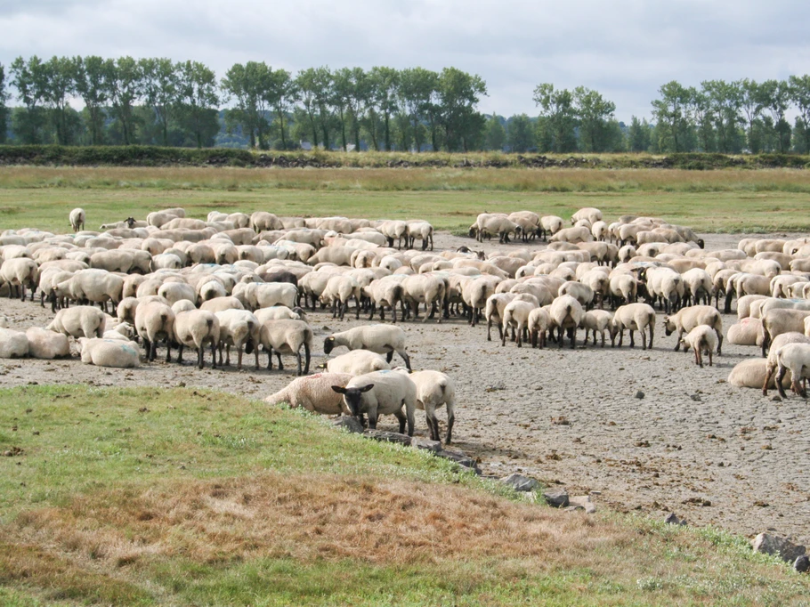 Moutons de pré salé à Saint-Broladre
