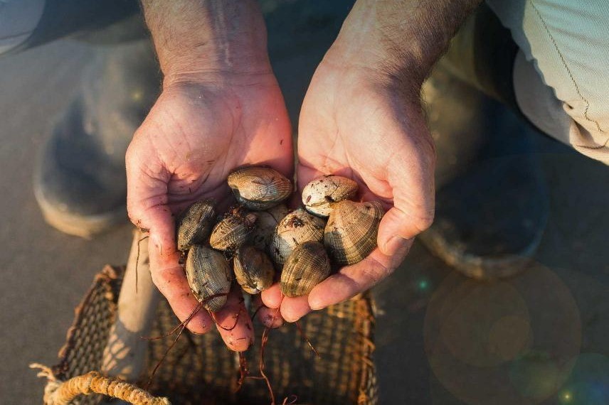 Pêche à pied de coquillages
