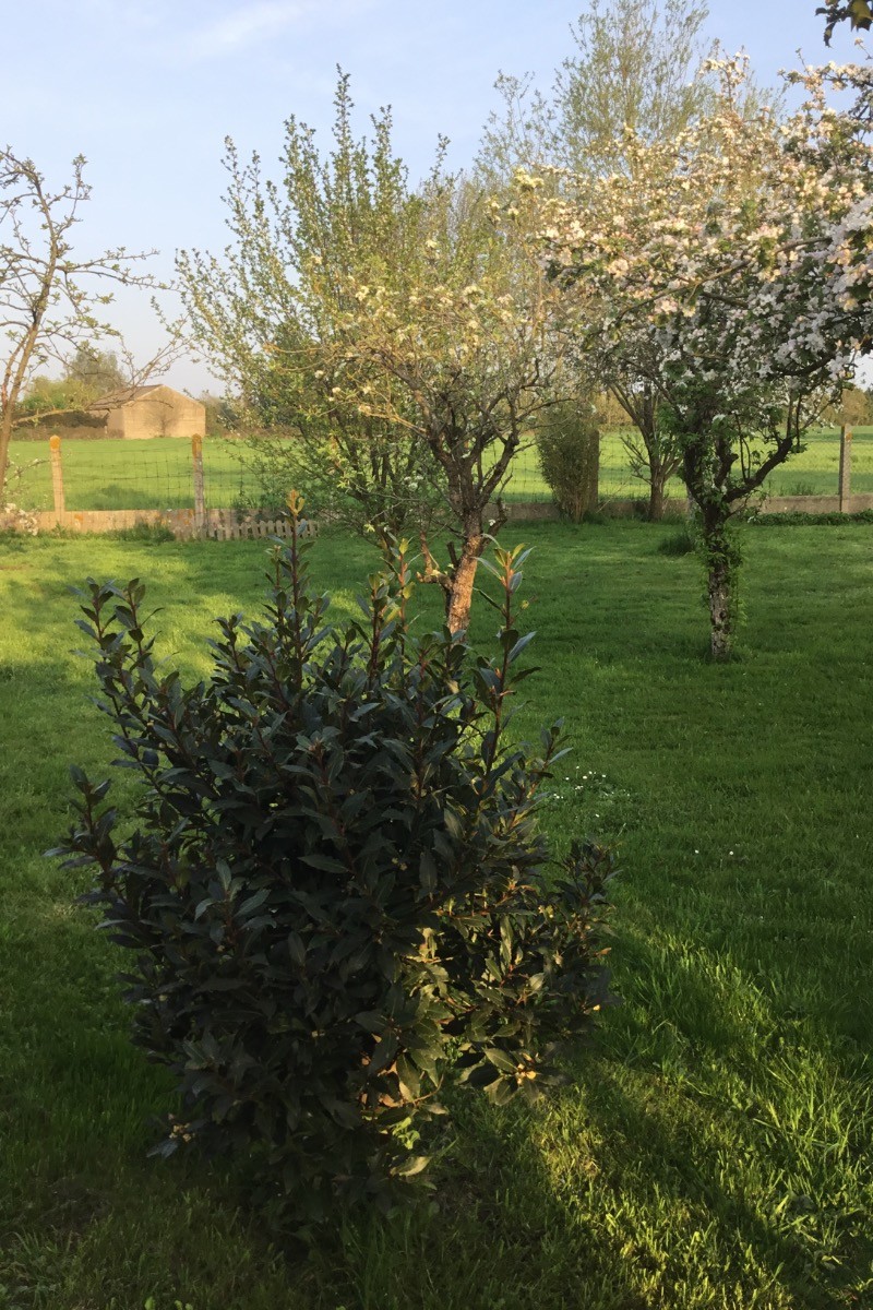 Le jardin tranquille