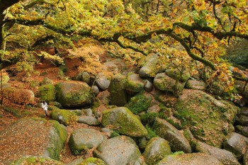Les forêts d'Huelgoat
