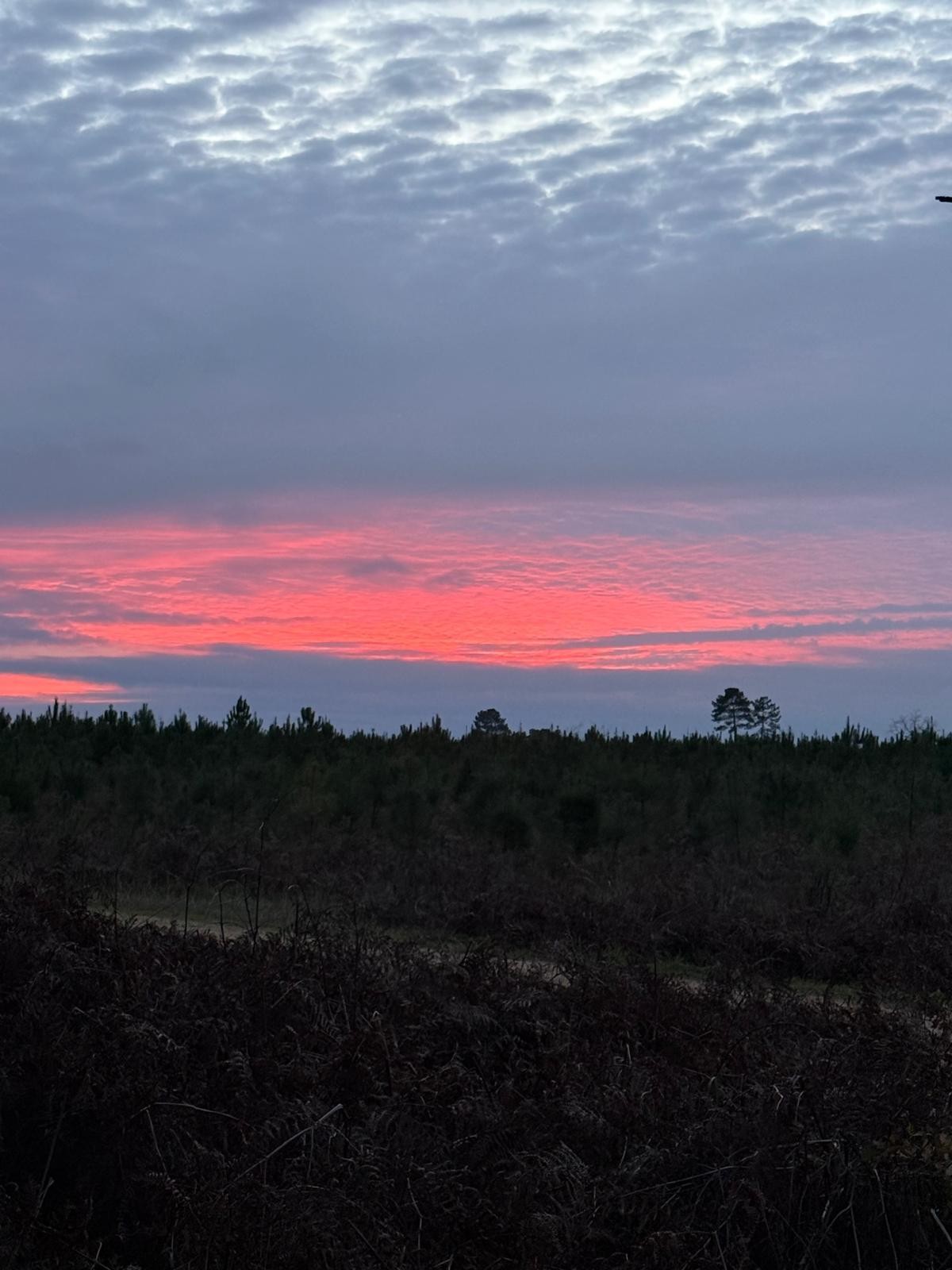 Gîte d'Hybère -  Forêt
