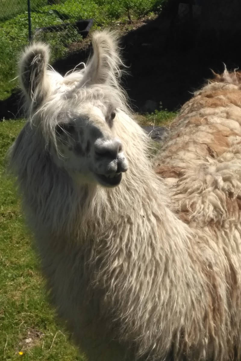 NOS LAMAS vous regardent - Gîte familial Scaravella, St Maurice sur Moselle, Rouge Gazon - Vosges, Ballon d'Alsace, Naure, Calme, Famille