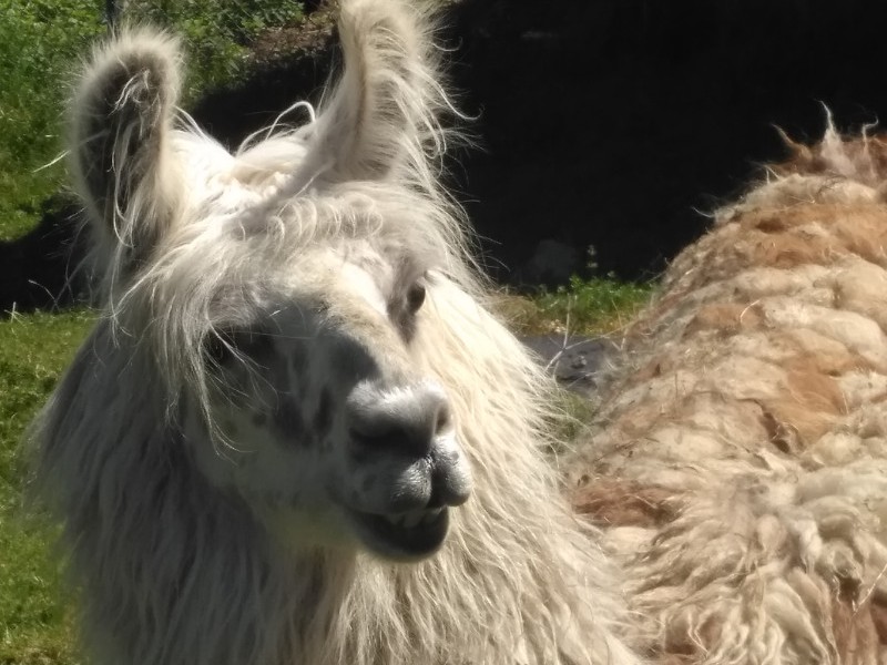 NOS LAMAS vous regardent - Gîte familial Scaravella, St Maurice sur Moselle, Rouge Gazon - Vosges, Ballon d'Alsace, Naure, Calme, Famille