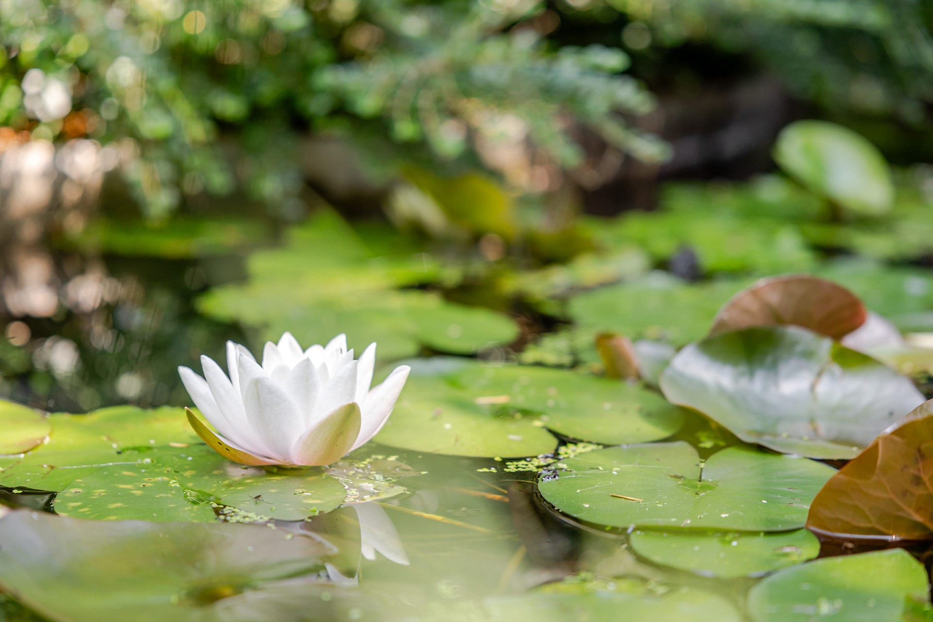 La Loge aux Loups, maison contemporaine avec piscine intérieure, sauna, local vélo, à 100 m du lac