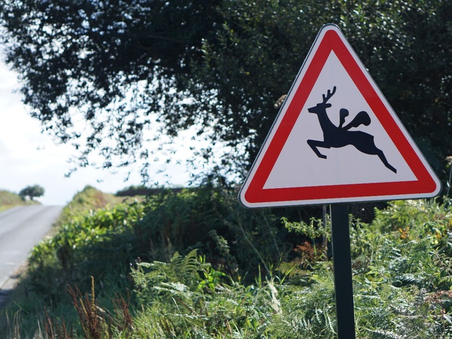 Cerf-volant plougrescantais