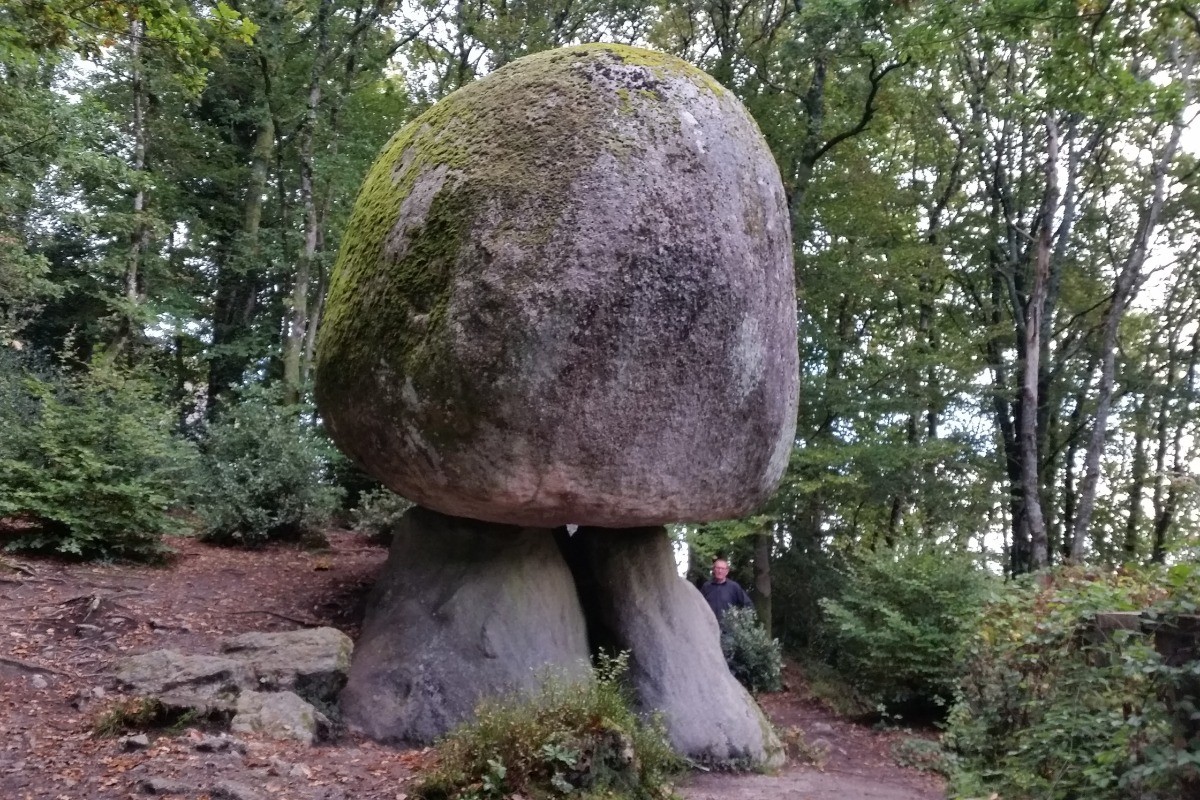 Le champignon