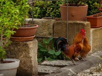 Les poules