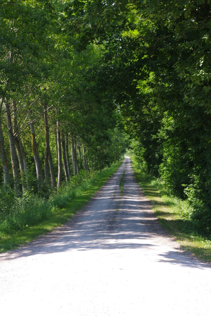MARAIS POITEVIN - La Grève sur Mignon © CMT17 A. BIRARD-2.JPG