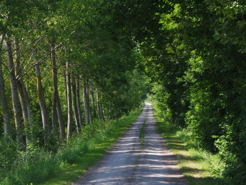 MARAIS POITEVIN - La Grève sur Mignon © CMT17 A. BIRARD-2.JPG