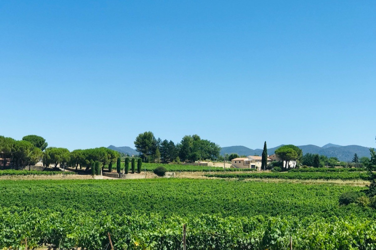 Les vignes entourent les gîtes de Baye