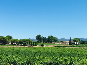 Les vignes entourent les gîtes de Baye