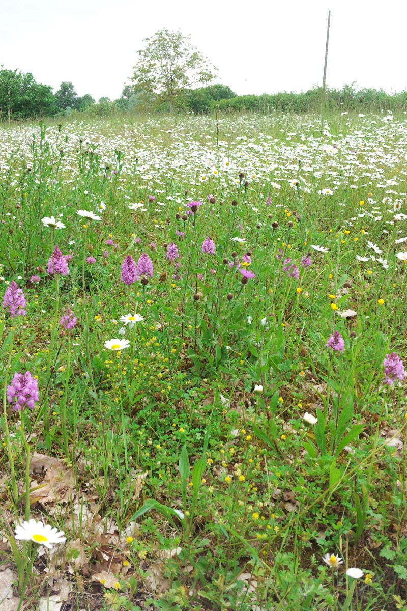 les orchidées sauvages dans notre pré