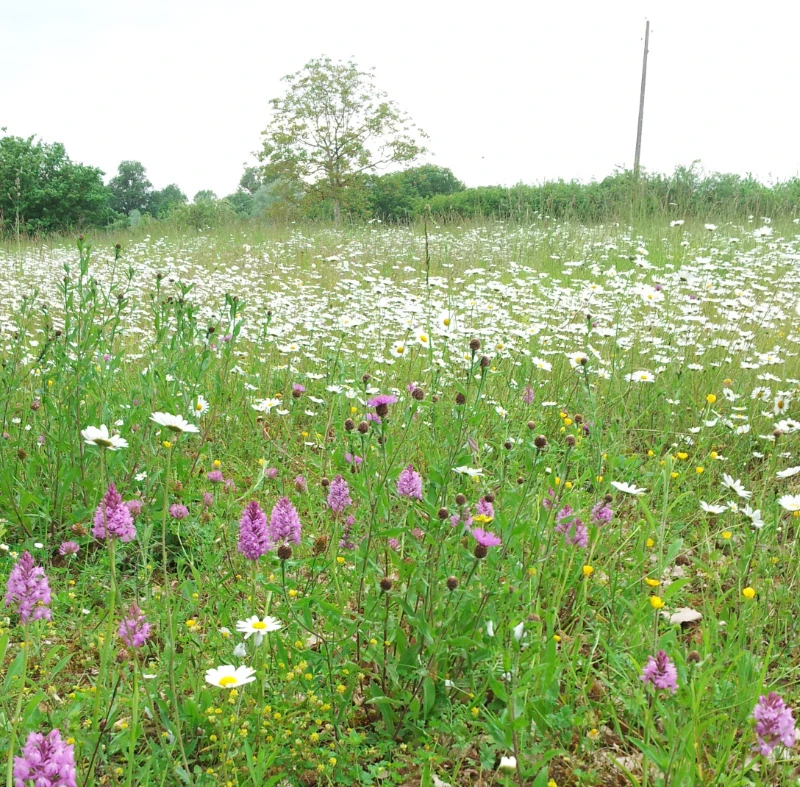 les orchidées sauvages dans notre pré