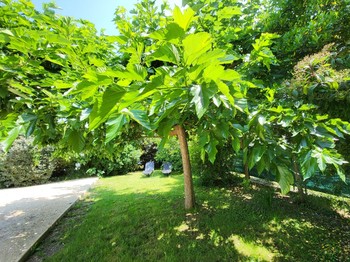 jardin