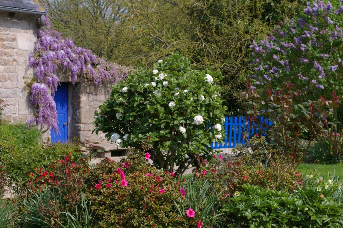 Lilas, viorne et glycine- Maison de village de caractère , dans jardin  magnifique, près de la mer. 6 pers.