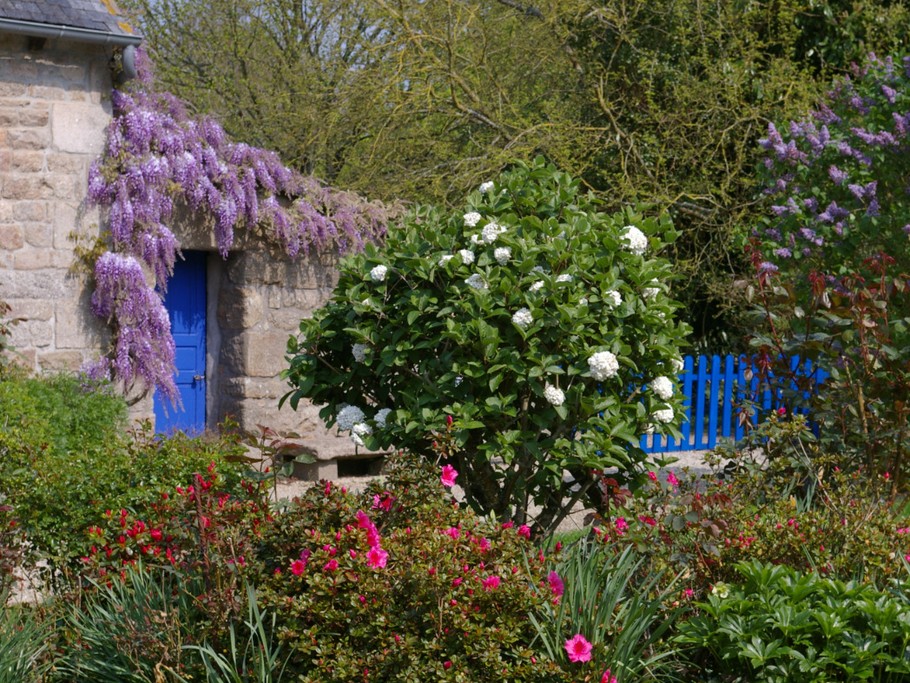 Lilas, viorne et glycine- Maison de village de caractère , dans jardin  magnifique, près de la mer. 6 pers.