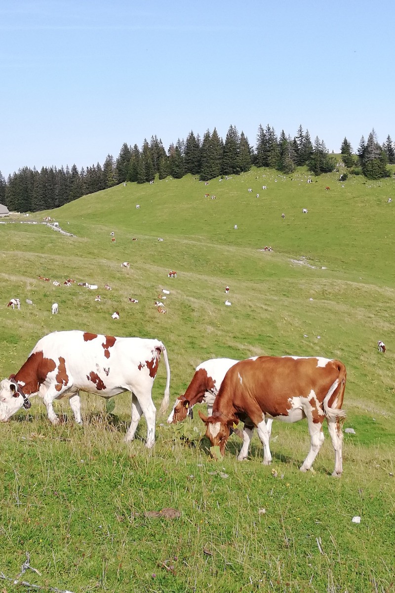 Grazing