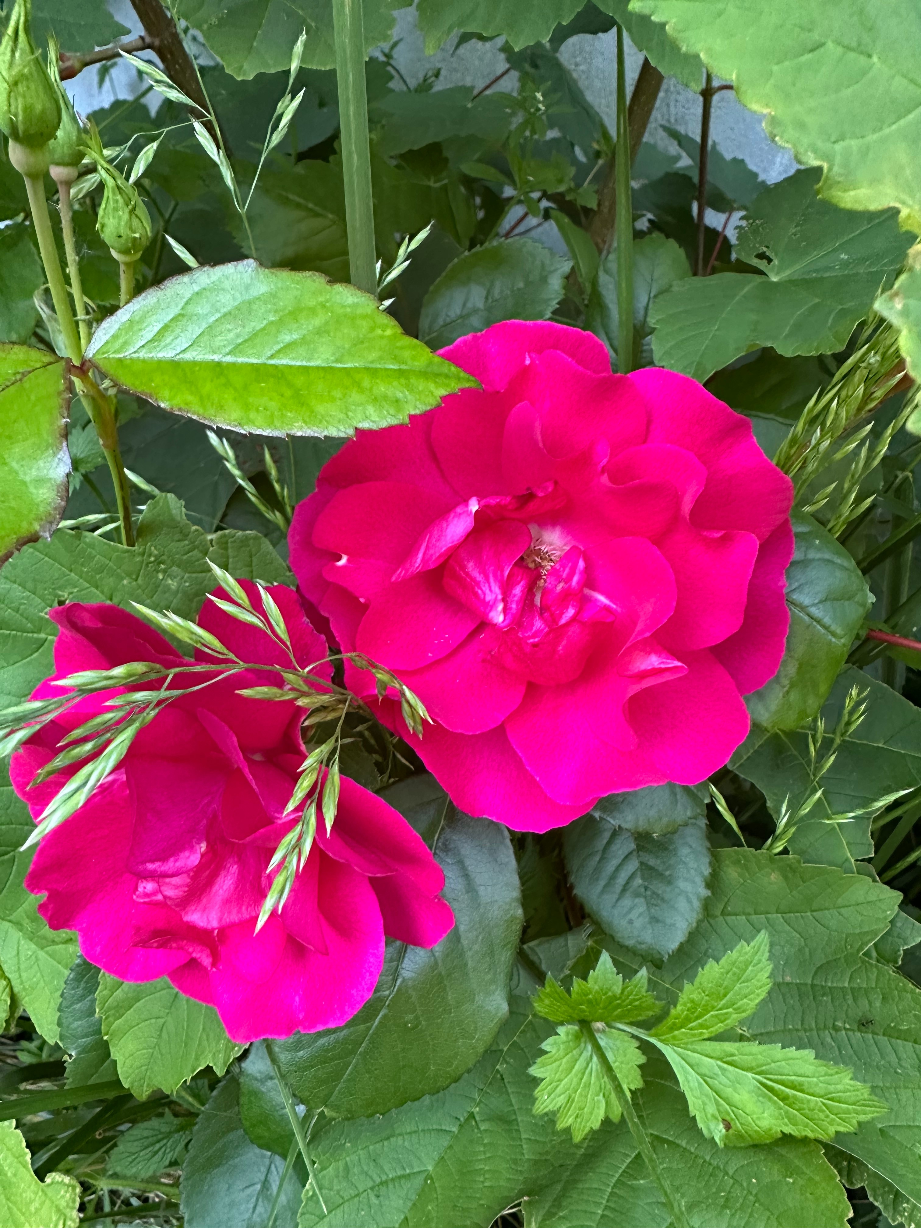 Flowers from the garden at Domaine de la Bergerie, Lapugnoy, Pas-de-Calais