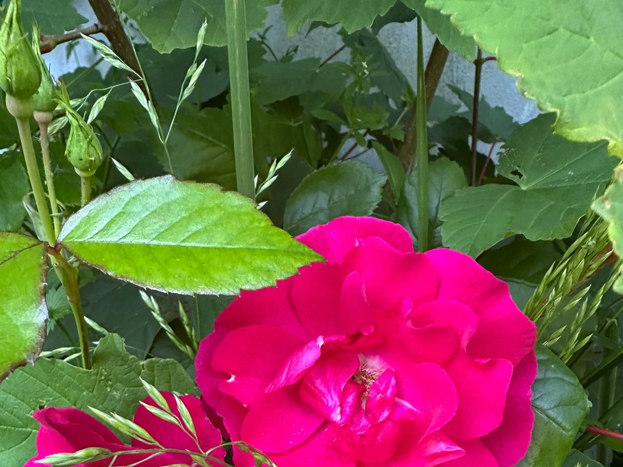 Flowers from the garden at Domaine de la Bergerie, Lapugnoy, Pas-de-Calais