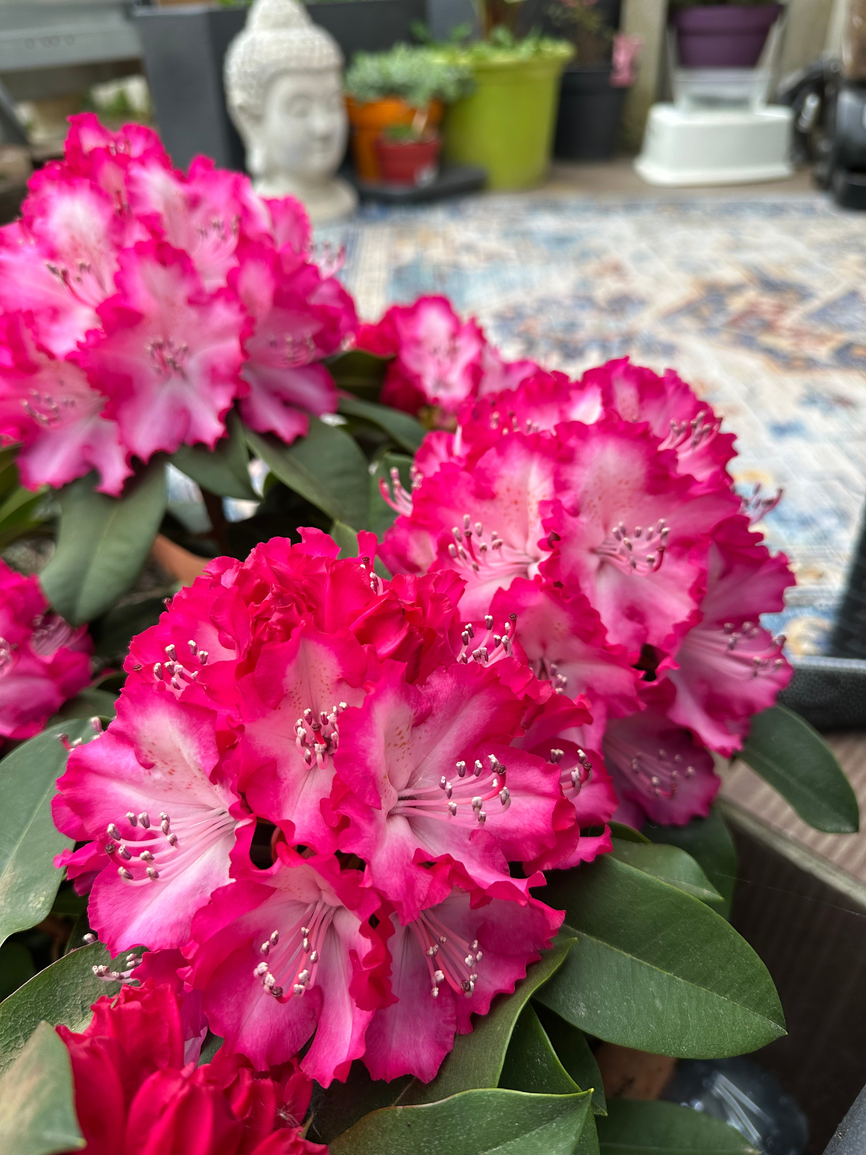 Flowers from the garden at Domaine de la Bergerie, Lapugnoy, Pas-de-Calais
