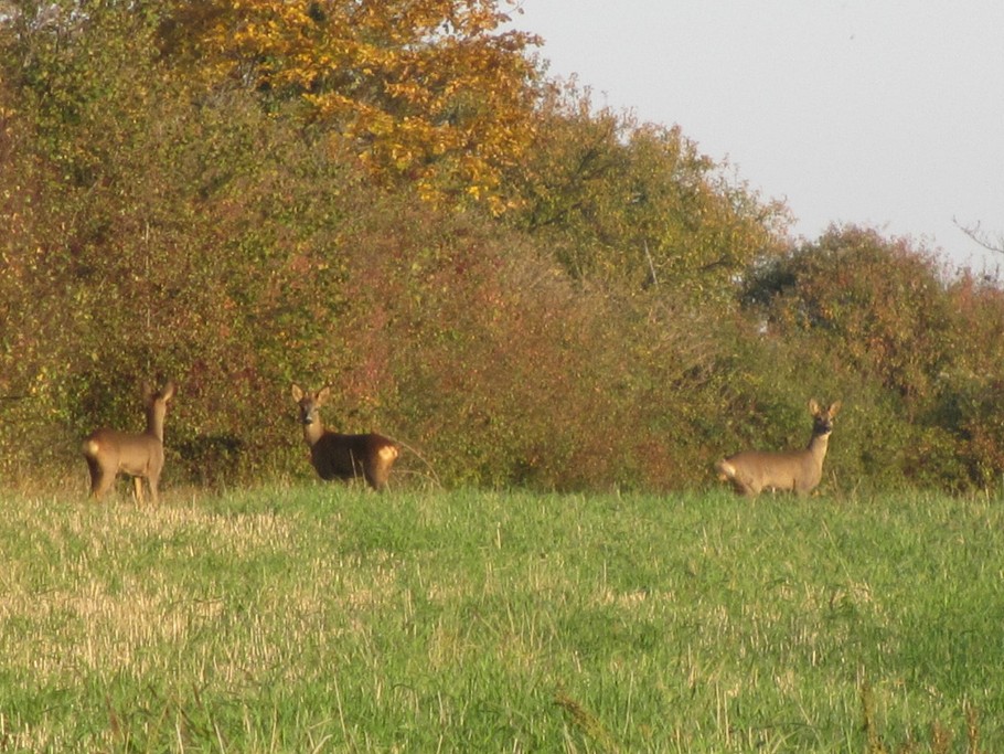 Promenade automnale sur les hauteurs de Romanswiller