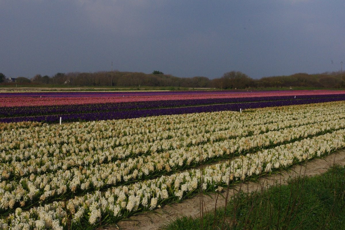 champ de jacinthe en fleurs à la totche