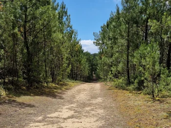 Forêt de pins