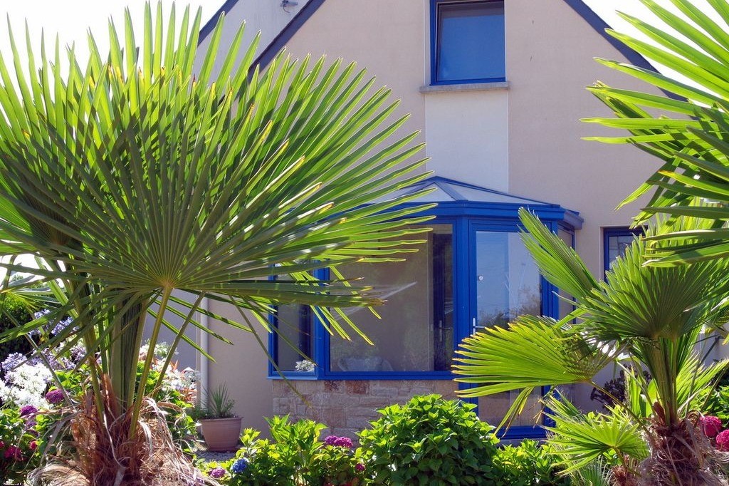 jardin paysagé autour de la maison