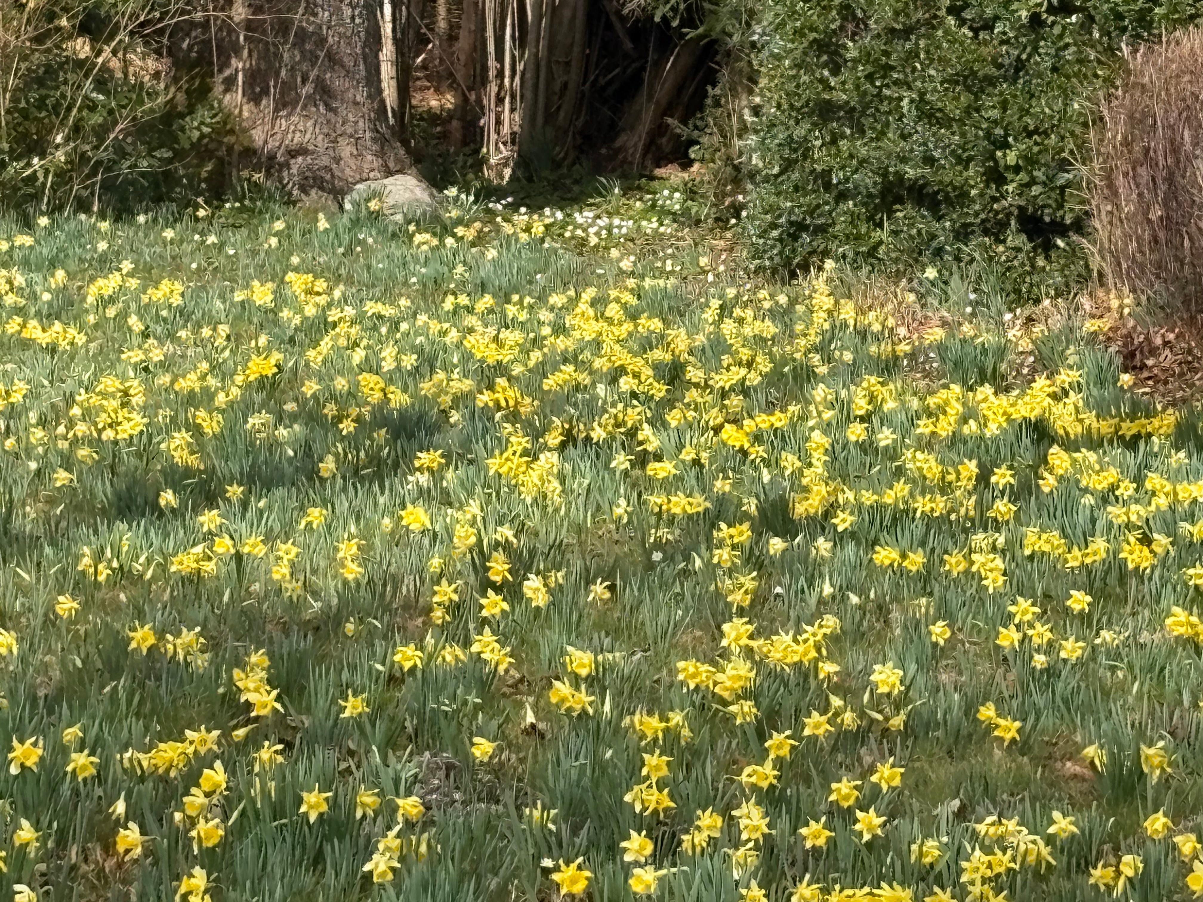 Daffodils in spring