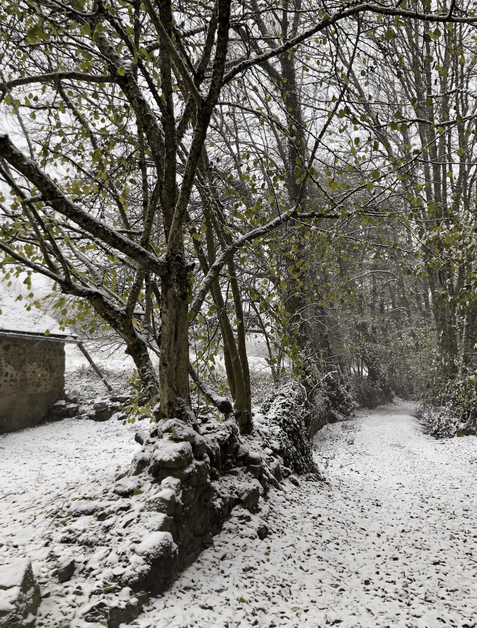 Le jardin sous la neige