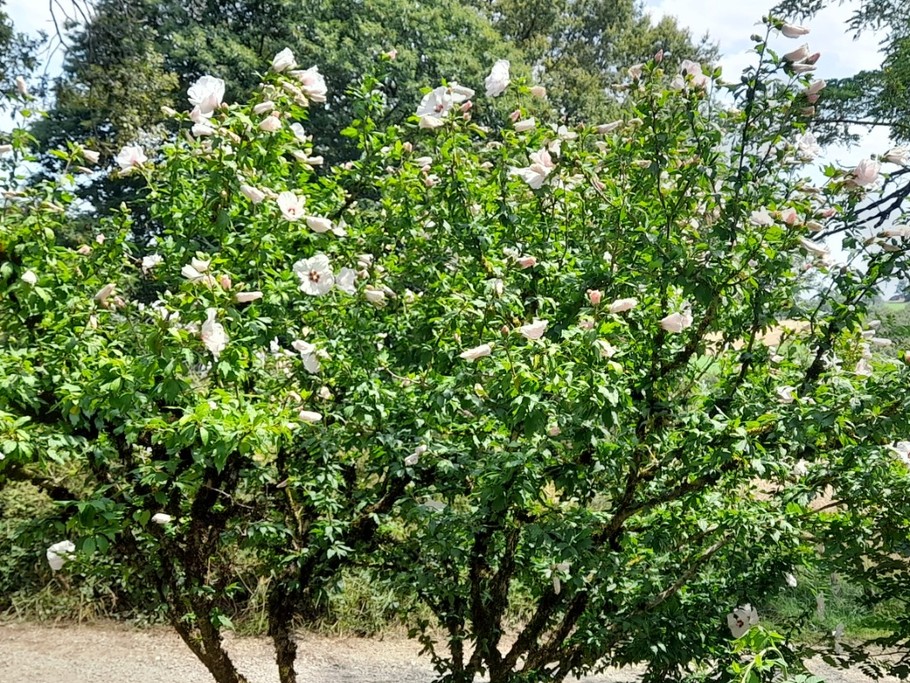 Photo n° 5 de la location