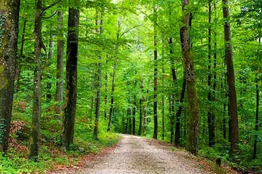 Découverte de la Forêt Communale - 700 ha