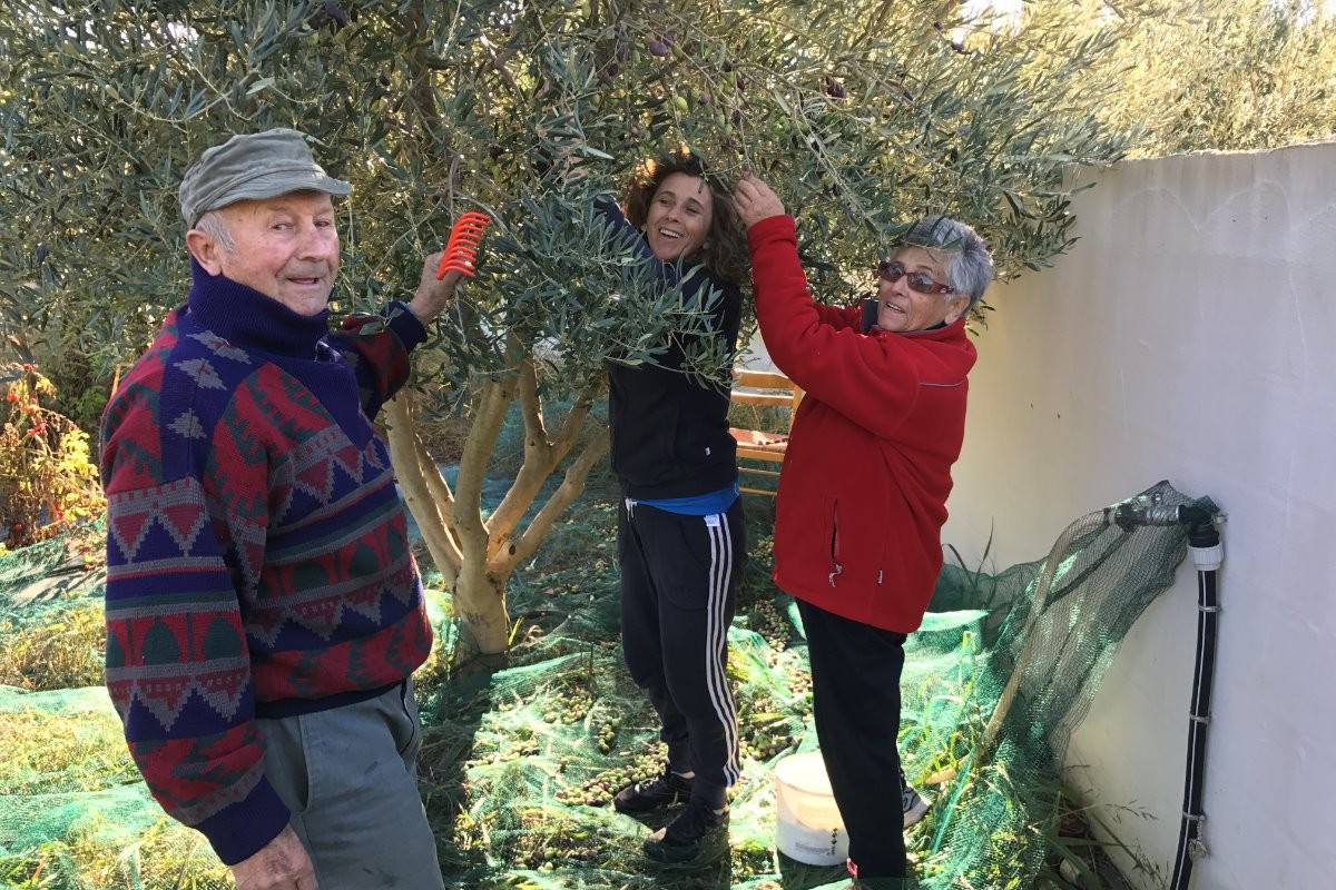 récolte d'olives aux domaine des Térrieres