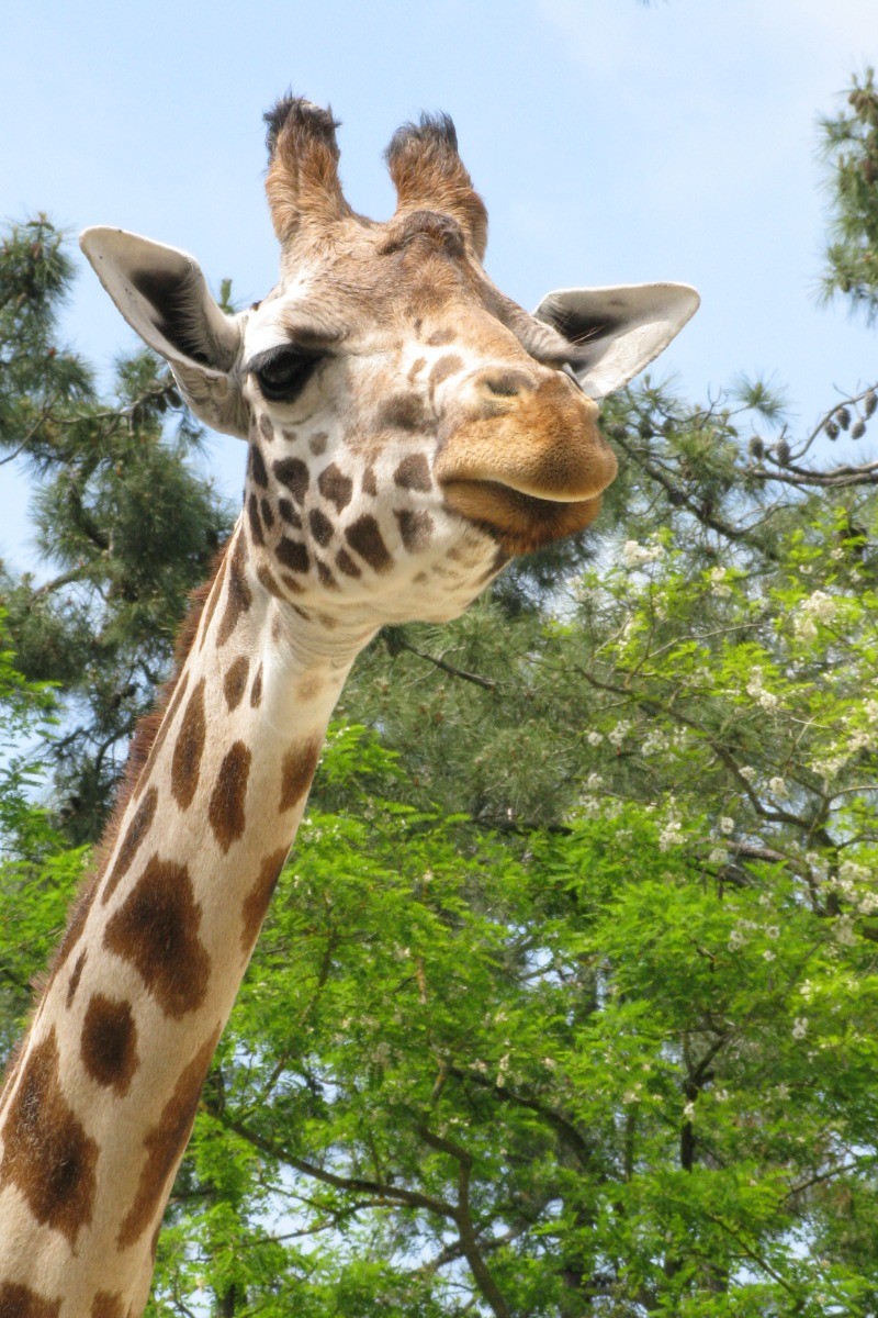 LA PALMYRE - Zoo de La Palmyre © CMT17 A. BIRARD