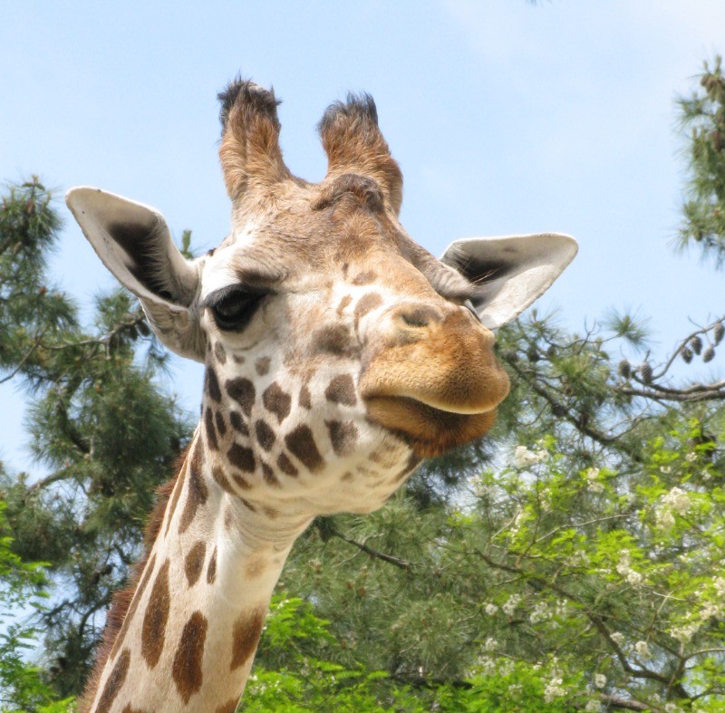 LA PALMYRE - Zoo de La Palmyre © CMT17 A. BIRARD