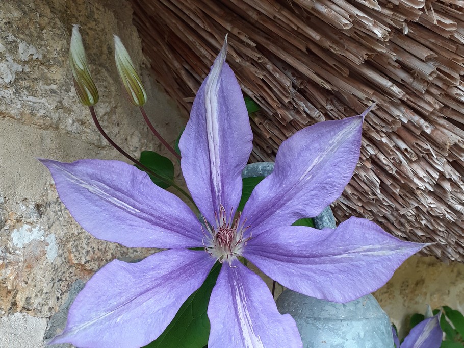 au jardin de BrAd en Brière