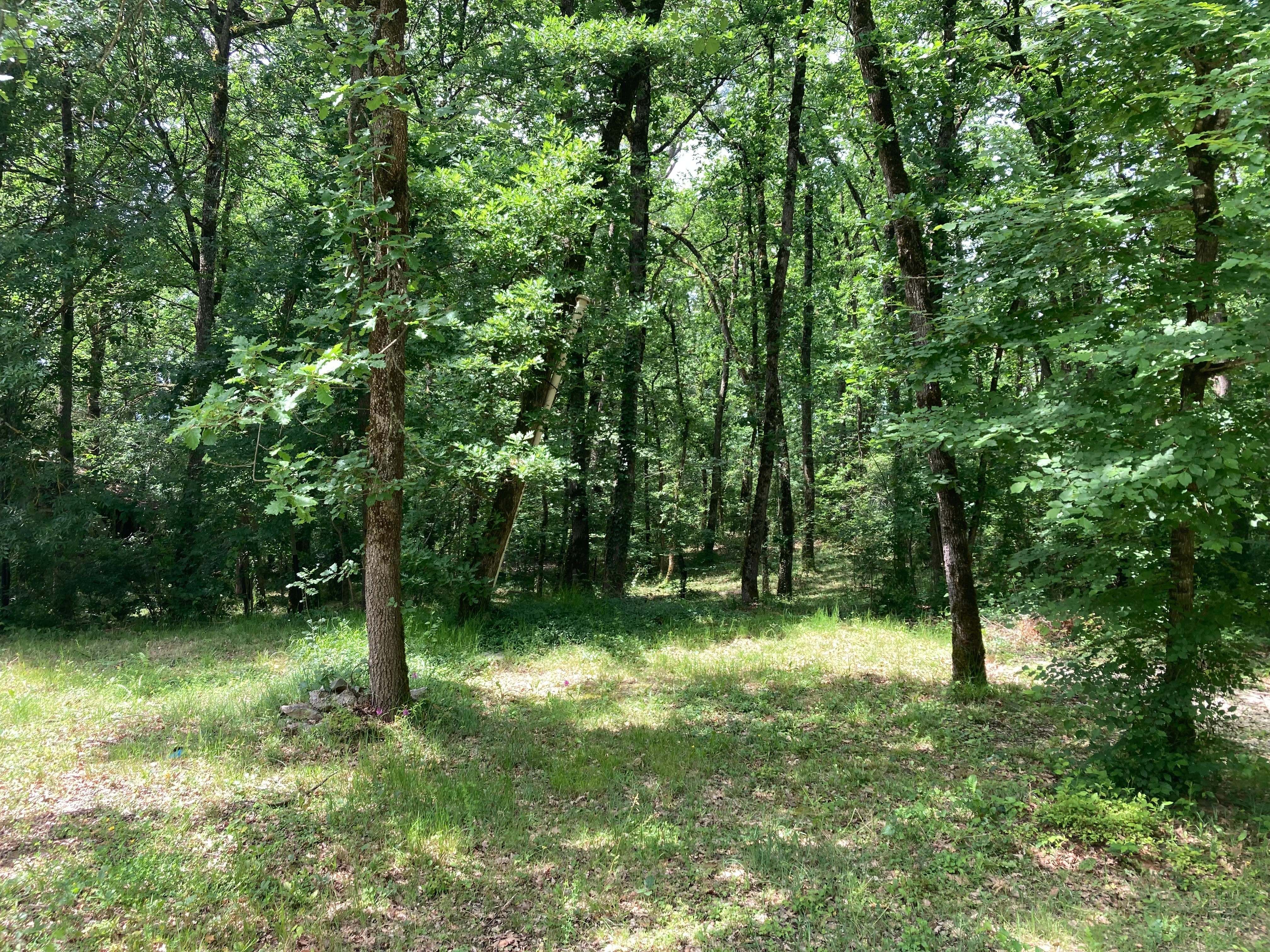Forêt sur le terrain