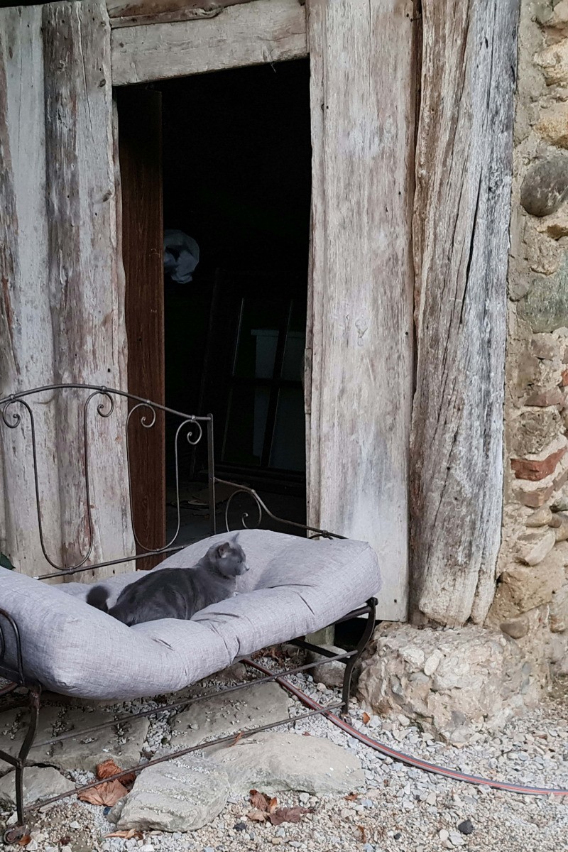 Une des mascottes de Grand Maison, qui adore les câlins !