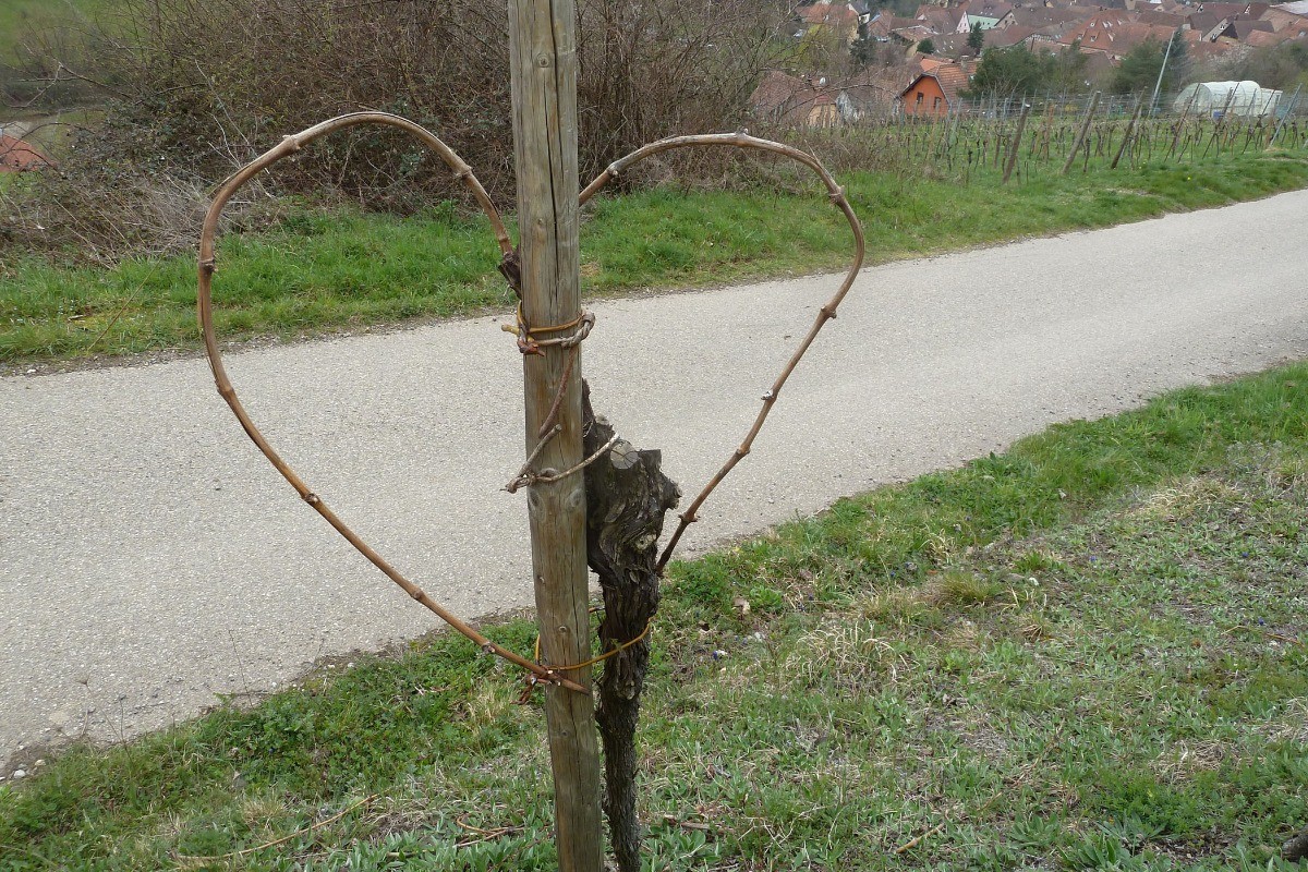 Pied cœur au début du printemps