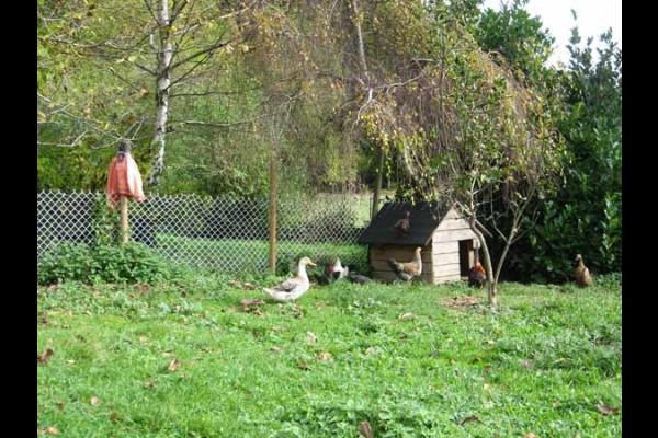 une basse-cour pour le plaisir des petits et des grands !
