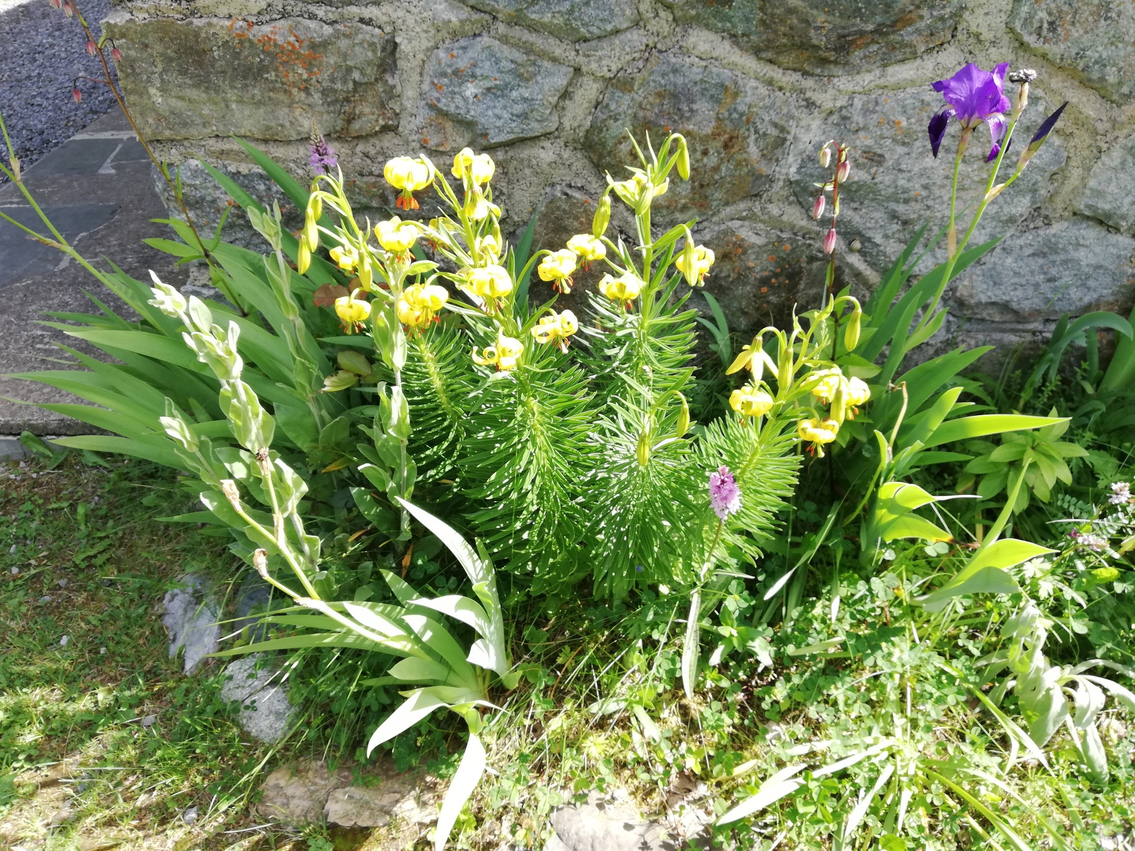 Lys des Pyrénées