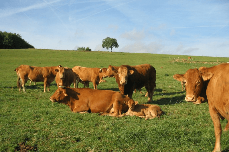 éleveur de vaches limousines