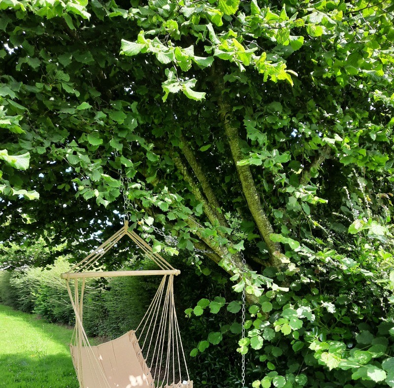 A l'ombre du noisetier