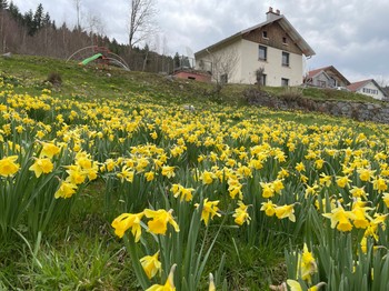 A field of wild daffodils is flourishing in our garden every spring