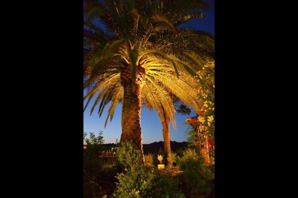 Jardin au soir