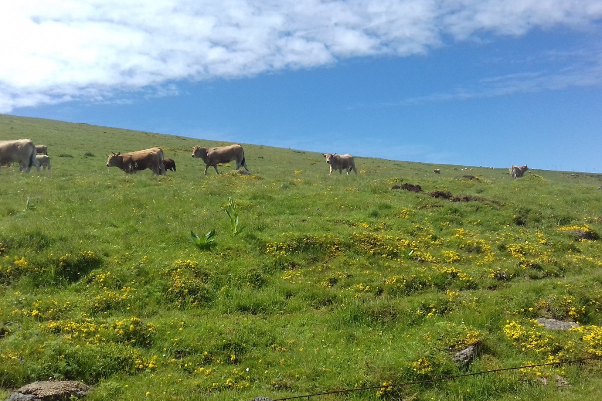 Les vaches Aubrac dans les pâturages