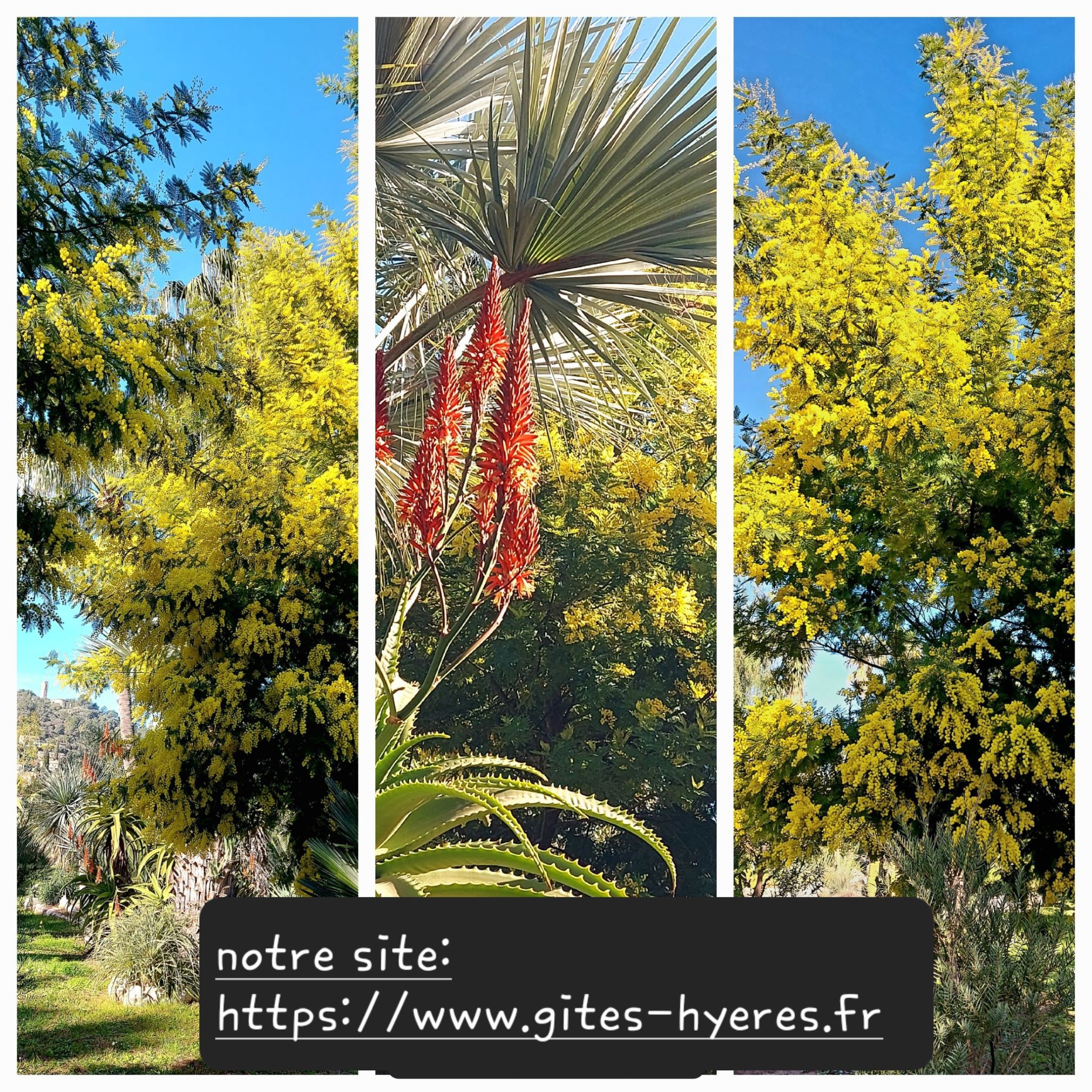 MIMOSAS DU JARDIN ET SITE INTERNET