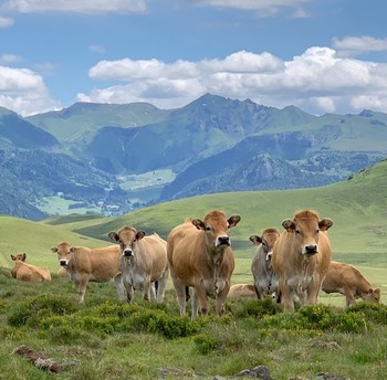 Promenade où j'ai réalisé cette photo à proximité du Guéry = facile d'accès